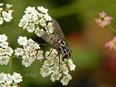 True flies (Diptera)